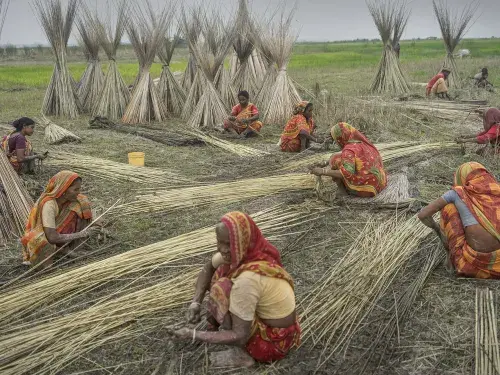 Women working at the jute harvest in a field, sorting the stalks. SUJAN SARKAR / Climate Visuals Countdown