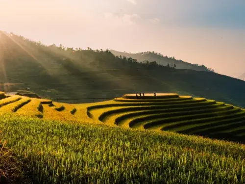 Terrace farming with lush green and yellow tones on a mountain side