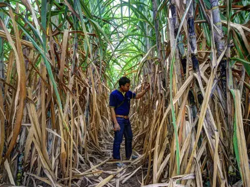 A man in a blue shirt and jeans stands between rows of sugarcane, inspecting one of the plants 