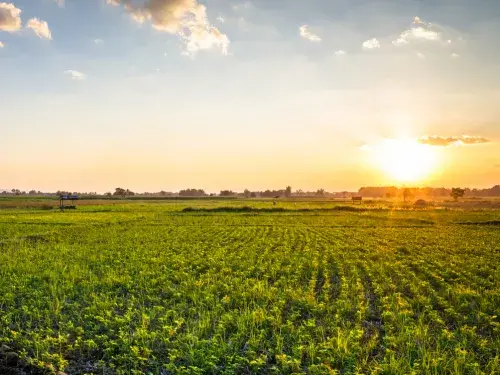 Rice paddy field with the sun setting in the blue sky