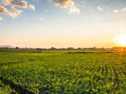 Crop field during a sunset