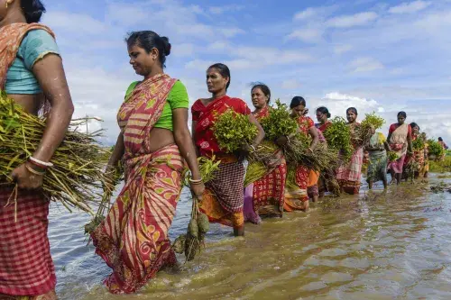 Women farmers harvesting crops in a flooded field in South India. Avijit Ghosh/Climate Visuals