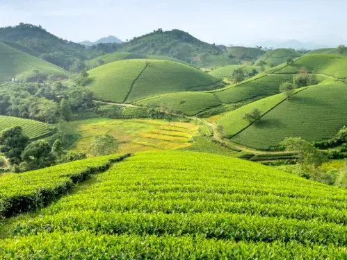 Green hills