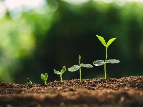 Seedlings at different stages of growth sprouting © Adobe Stock