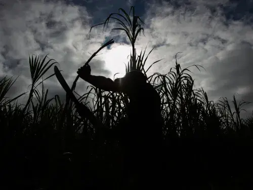 Sugar farmer cutting down sugar cane on a cloudy day &copy; Fair Trade USA