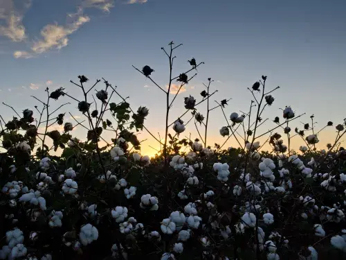 Cotton field at sunset © BCI
