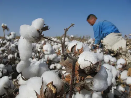 Cotton worker in field harvesting cotton against blue sky © Better Cotton Initiative