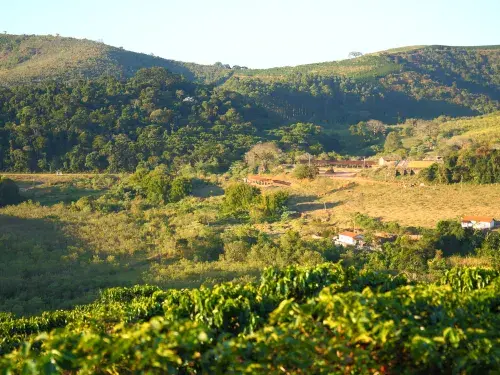 Coffee farm on a sunny day with mountains in the background © Rainforest Alliance