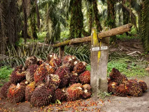 Harvested palm fruit in a pile by palm trees © Jonathan Perugia for Roundtable for Sustainable Palm Oil