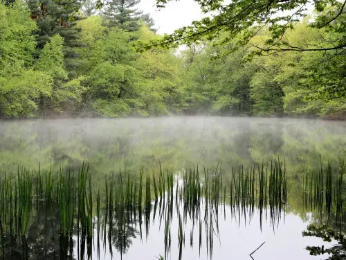 Mist on a pond surrounded by green trees © Rainforest Alliance