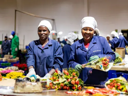 Flower workers wearing uniform smiling and sorting flowers &copy; Fairtrade / Vincent Owino