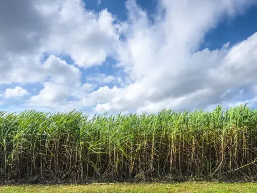 Sugar cane field on a cloudy day &copy; Bonsucro