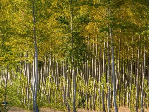 Poplar trees at timber farm in Oregon © Adobe Stock