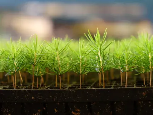 Seedlings growing in a container © FSC Germany