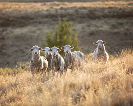 Five sheep in a field with long yellow grass looking at the camera