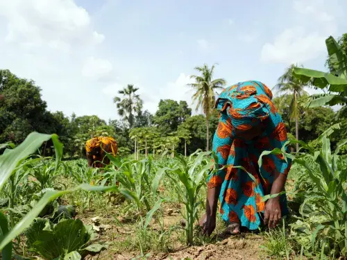 Women in colourful clothing farming in a green landscape with trees in the background © Adobe Stock