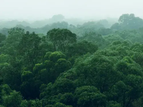 Forest landscape with mist over the treetops © Adobe Stock