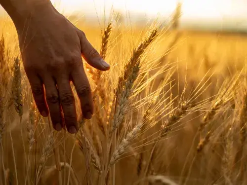 Handing touching wheat in a field © Adobe Stock