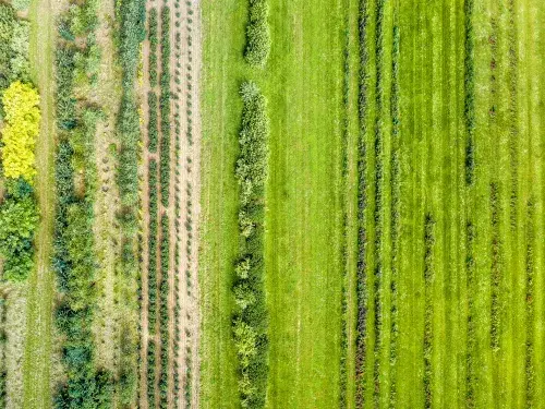 Aerial view of green landscape and field © Adobe Stock