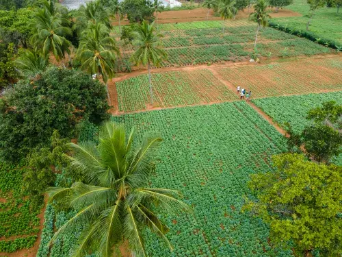 Aerial view of green landscape and fields © Adobe Stock