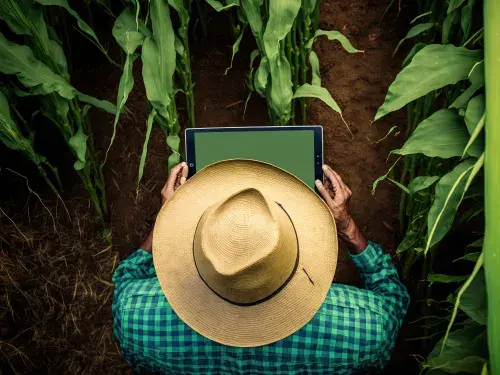 Person wearing a hat in a field of plants holding a tablet to input data © Adobe Stock