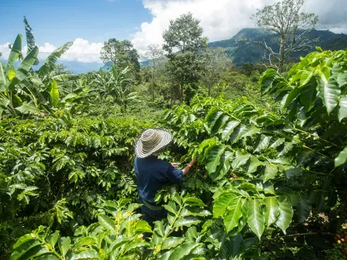 Worker amongst green foliage with mountains in the background © Adobe Stock