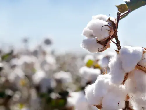Close up of cotton plant in a cotton field © Adobe Stock
