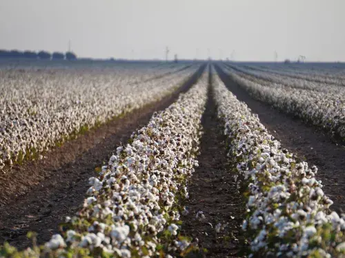 Cotton field with partings of soil © Adobe Stock