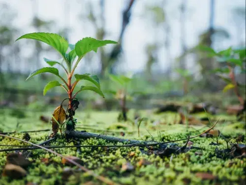 Small seedling growing in a forest © Unsplash