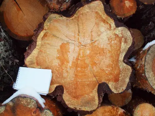 Aerial view chopped tree stump with a notebook © ASI
