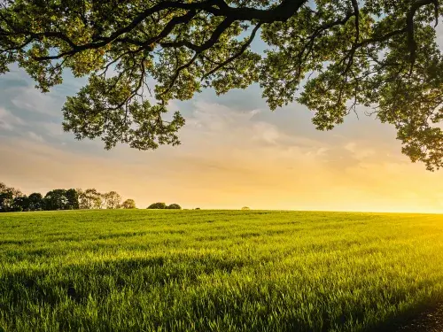 Green landscape field with tree overhanging over a sunset © Unsplash