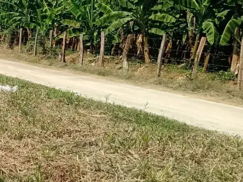 Colombian landscape with a dirt road and forests © SAN