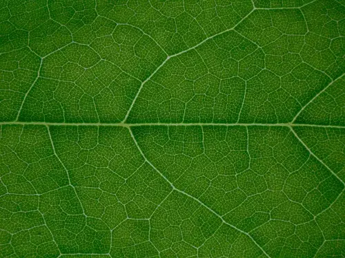 Close up of the veins on a leaf © Pexels