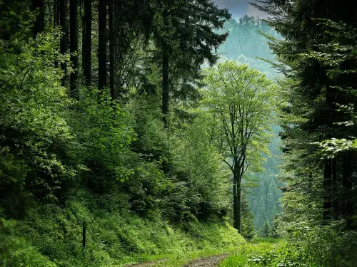 Various green trees in a forest and a green path © Pexels