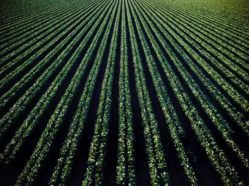 A neat field of crops planted in straight rows © Pexels