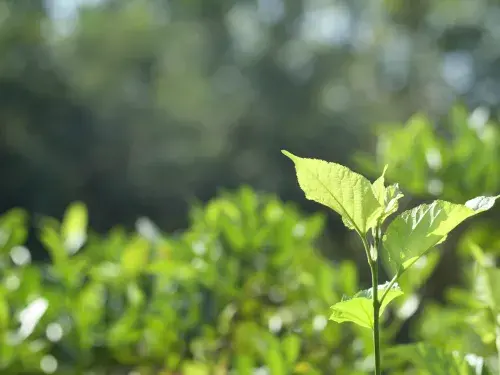 Close up of leafy plant with a blurred green background © Canva Pro