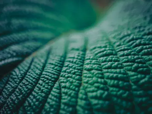 Close-up of a green leaf © Adobe Stock