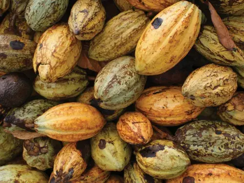 A top-down view of a pile of multicoloured yellow green and brown cocoa pods © Fairtrade