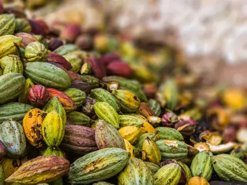 A pile of multicoloured green, yellow, and red cocoa pods slope diagonally © Adobe Stock