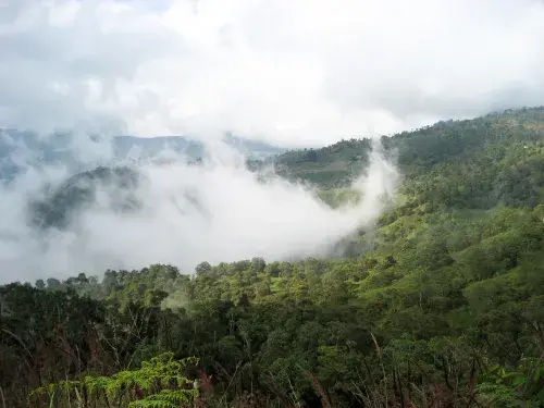 Colombian landscape of rainforest and dense clouds over the treeline © UTZ CERTIFIED