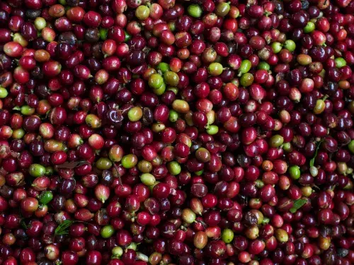 Colombian coffee beans © Fairtrade