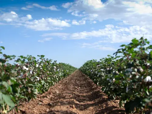 Two rows of leafy green cotton plants stretch away to the horizon with a brown band of earth between them under a blue sky with white clouds © BCI