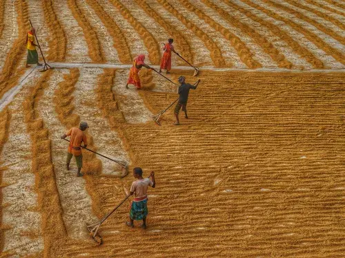 A group of people standing on top of a yellow and orange field using brooms to divide produce