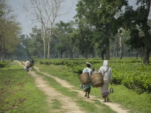 People with large baskets walking down dirt track in fields © Fair Trade