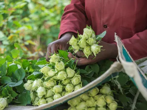 Person holding a bunch of flowers at a farm