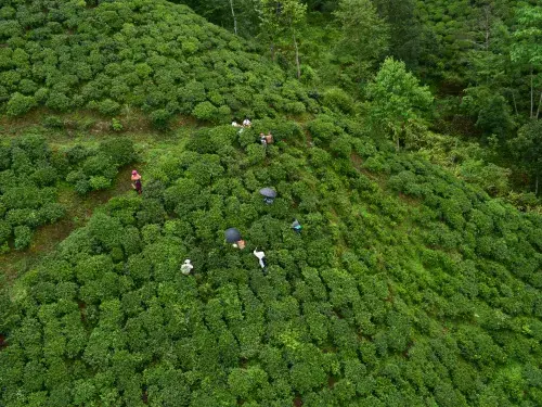 Aerial shot of workers in a agricultural field