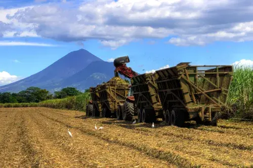 Sugarcane harvesting machinery in a sugarcane field with a mountain backdrop