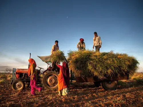 Five farmers in India loading a tractor with crop in the sunset