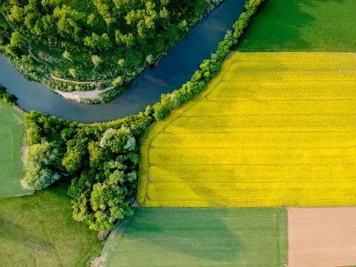 Yellow rapeseed field in bloom at spring