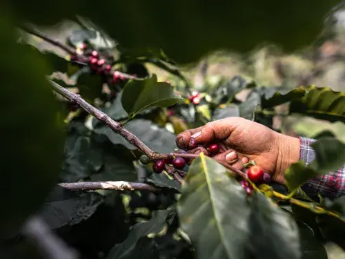 The farmer's hand is picking the coffee beans from the tree